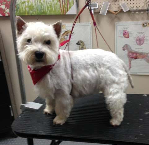 Little Wiggles Dog Grooming